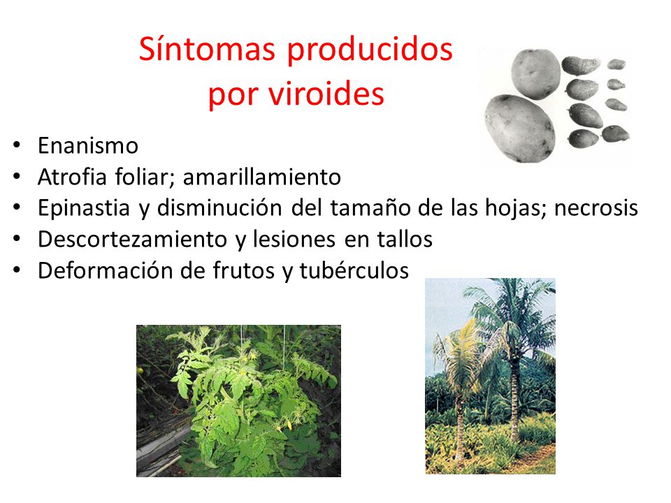 VIROIDES EN PLANTAS PDF DOWNLOAD VIROIDES EN PLANTAS PDF DOWNLOAD